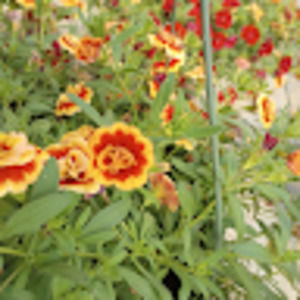 Meet your Posher, Ivy